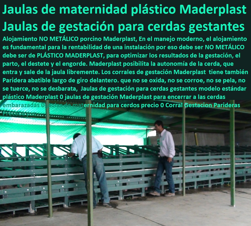 Jaulas de gestación para cerdas gestantes modelo estándar plástico Maderplast 0 jaulas de gestación Maderplast para encerrar a las cerdas embarazadas 0 jaulas de maternidad para cerdos precio 0 Corral Gestacion Parideras Preceba pvc Jaulas de gestación para cerdas gestantes modelo estándar plástico Maderplast 0 jaulas de gestación Maderplast para encerrar a las cerdas embarazadas 0 jaulas de maternidad para cerdos precio 0 Corral Gestacion Parideras Preceba pvc